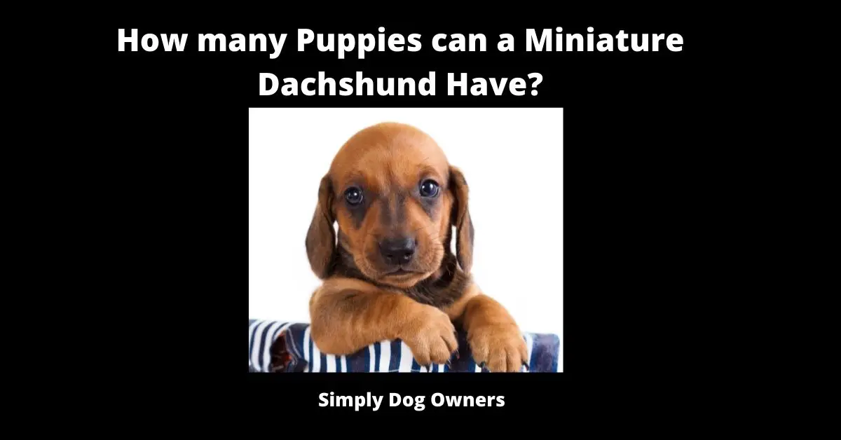 How Many Puppies Do Dachshunds Have? | Dachshund 2