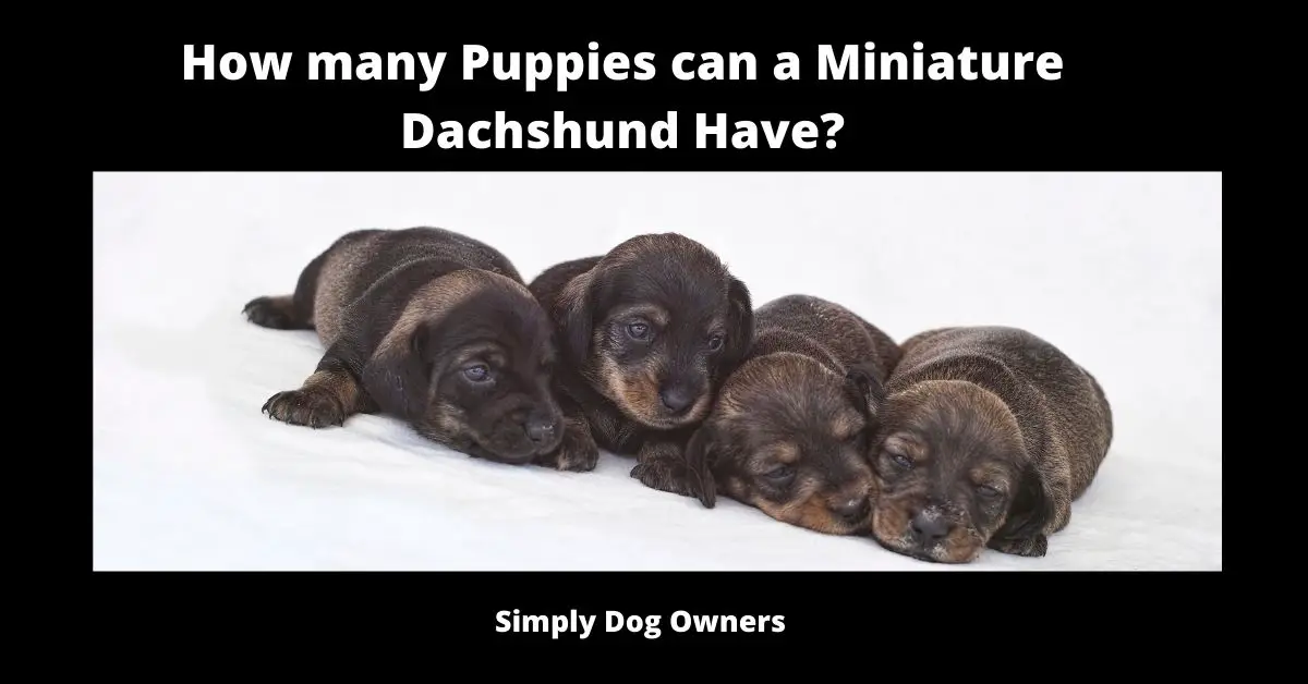 How many Puppies can a Miniature Dachshund Have?
