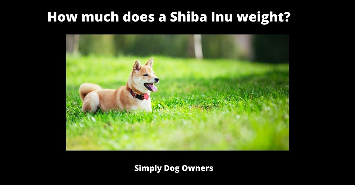 How much does a Shiba Inu weight? | What is the Weight of a Shiba Inu 1