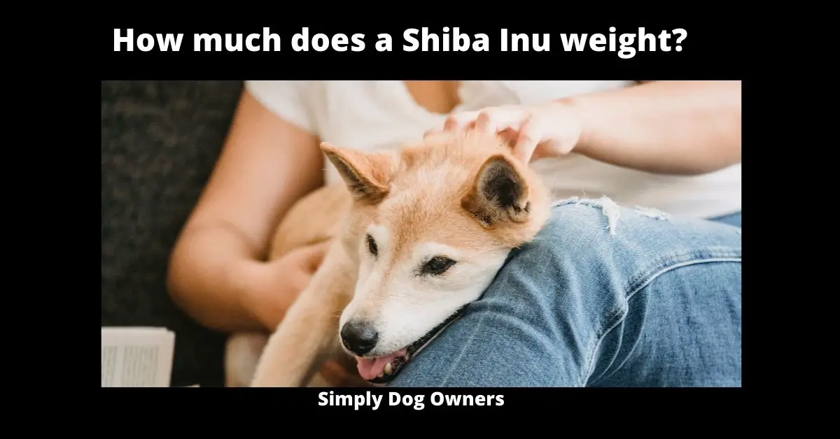 How much does a Shiba Inu weight? | What is the Weight of a Shiba Inu 2