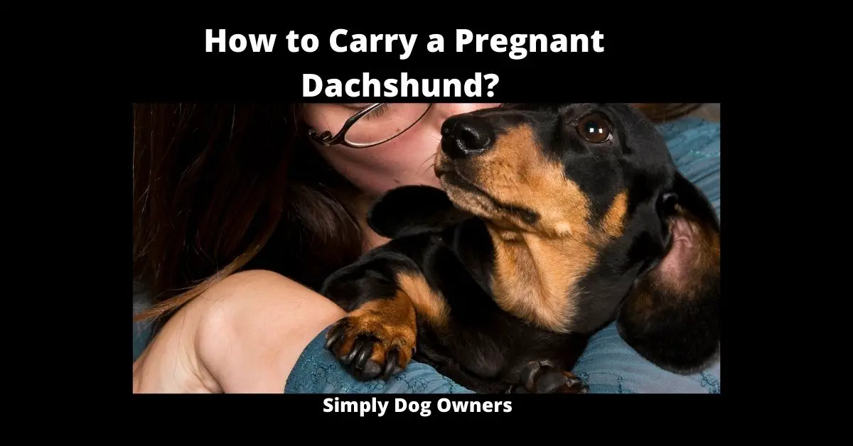 How to Carry a Pregnant Dachshund? 1