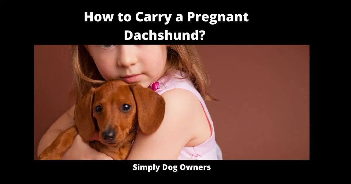 How to Carry a Pregnant Dachshund? 2