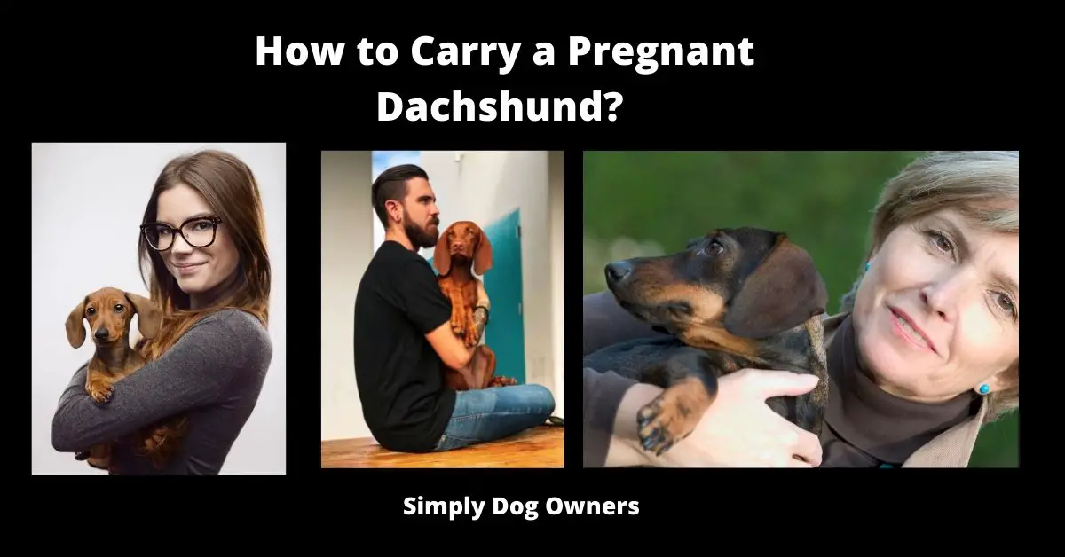 How to Carry a Pregnant Dachshund?