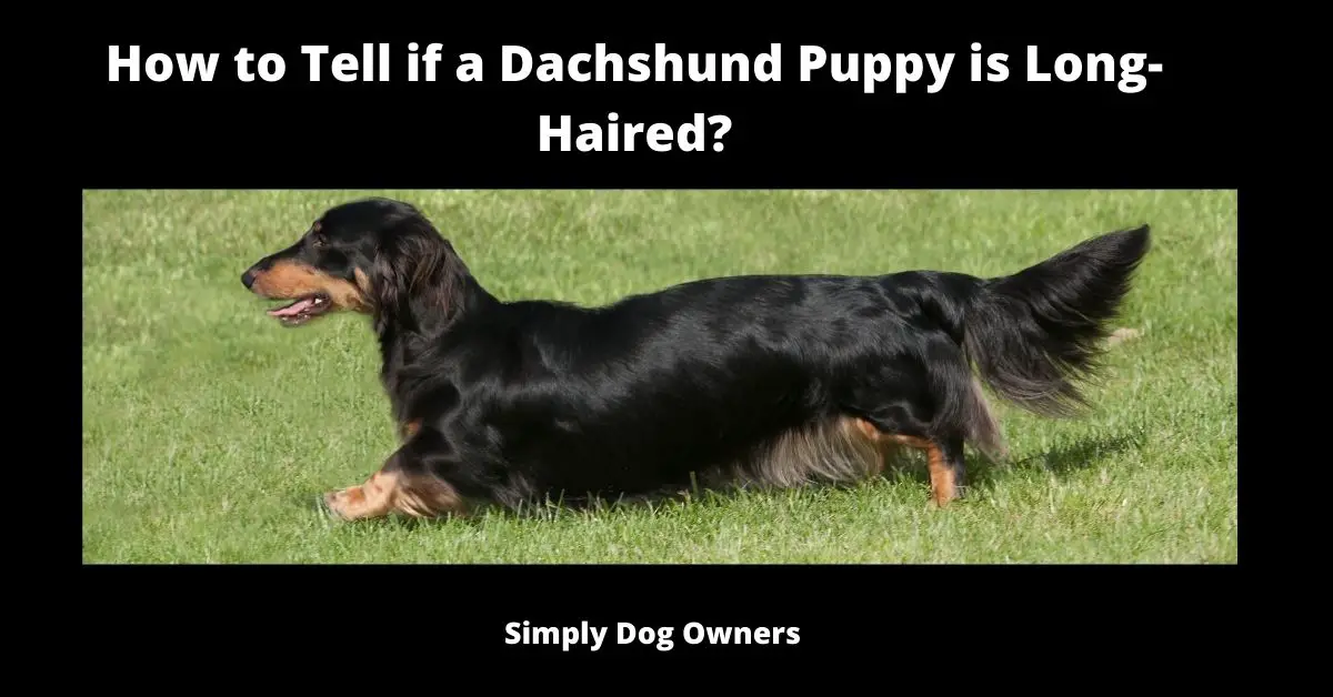 How to Tell if a Dachshund Puppy is Long-Haired? 1