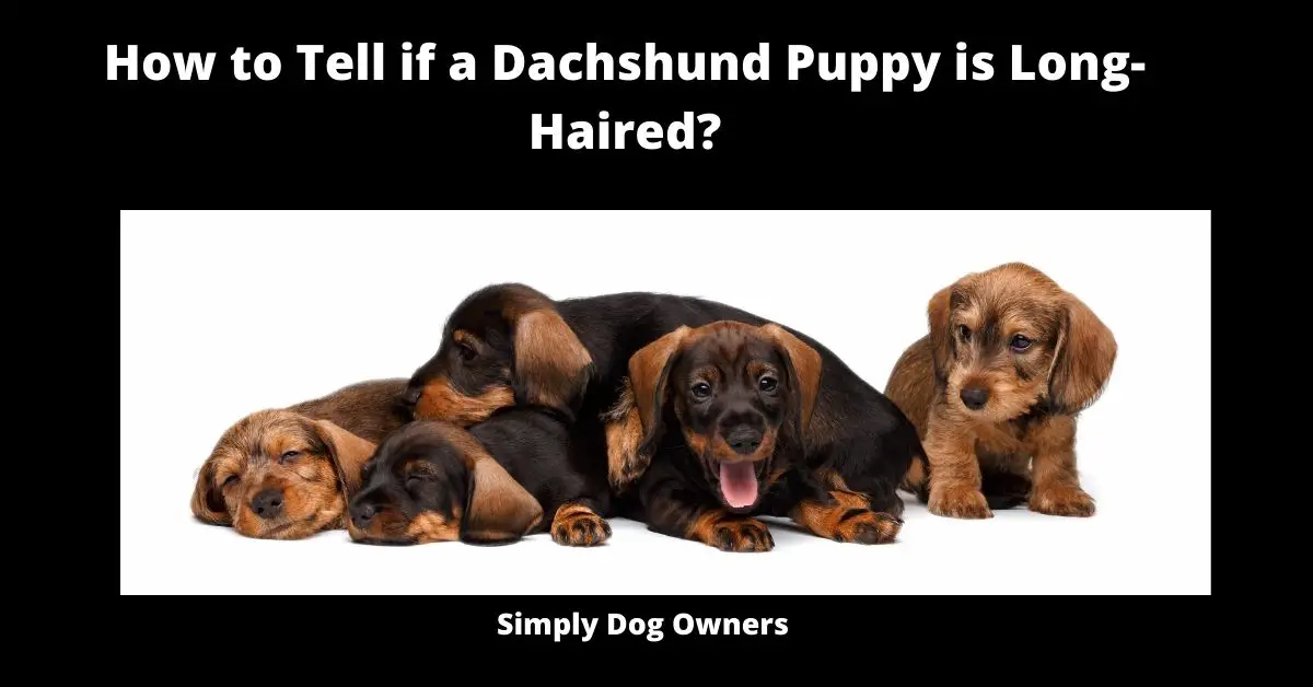 How to Tell if a Dachshund Puppy is Long-Haired? 2