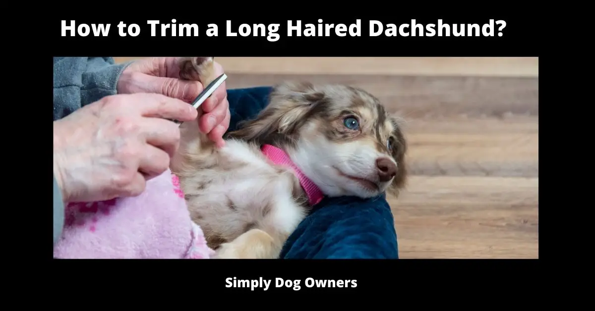 How to Trim a Long Haired Dachshund? AKC Professional 1