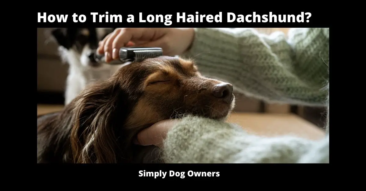 How to Trim a Long Haired Dachshund?