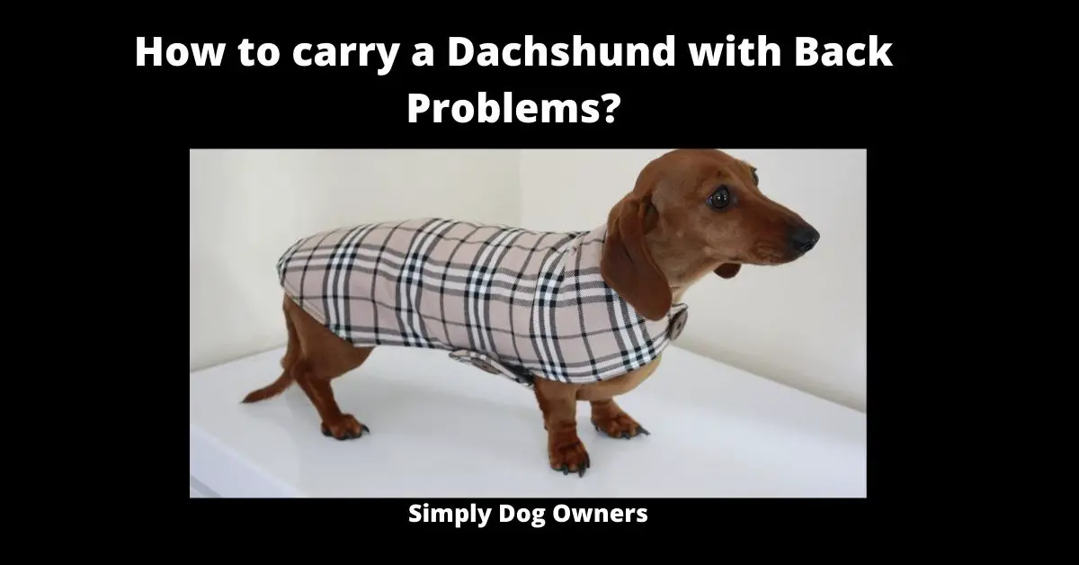 How to carry a Dachshund with Back Problems? | Dachshunds 2