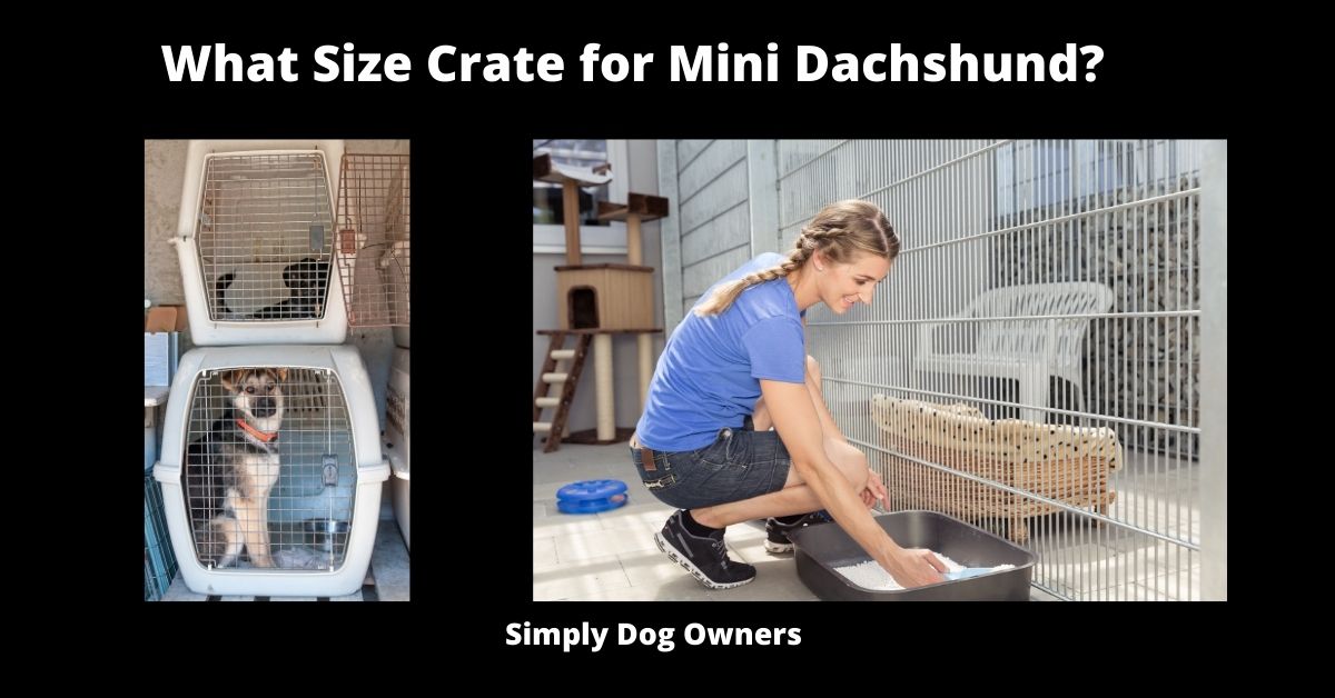 What Size Crate for Mini Dachshund? 1