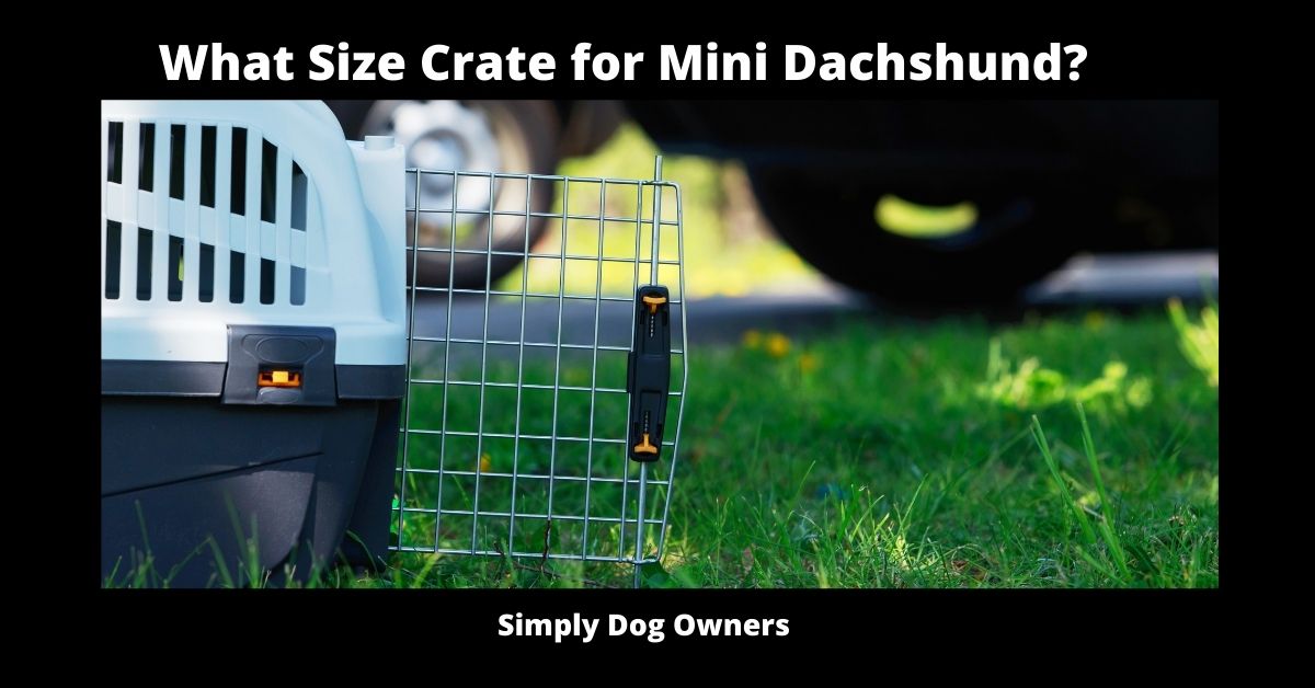 What Size Crate for Mini Dachshund? 2