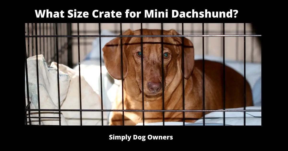 What Size Crate for Mini Dachshund?