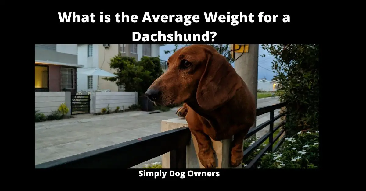 What is the Average Weight for a Dachshund? Badger Dog 2