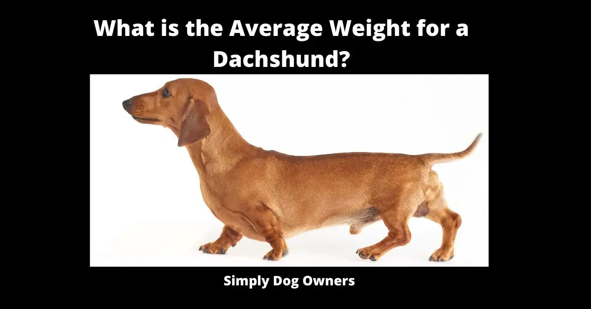 What is the Average Weight for a Dachshund? Badger Dog 1
