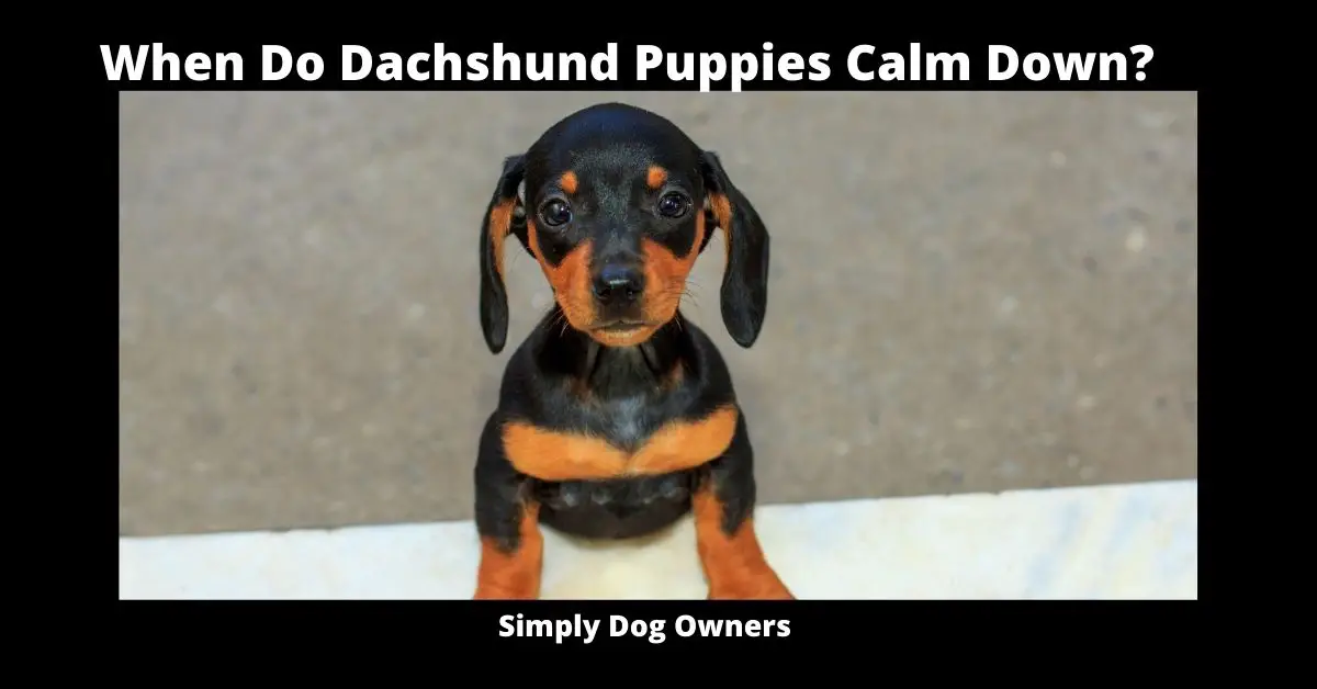 When Do Dachshund Puppies Calm Down? 1