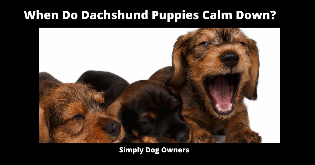 When Do Dachshund Puppies Calm Down? 2