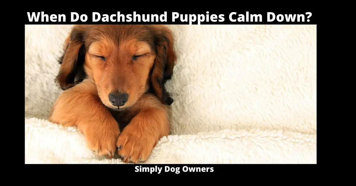 When Do Dachshund Puppies Calm Down? 3
