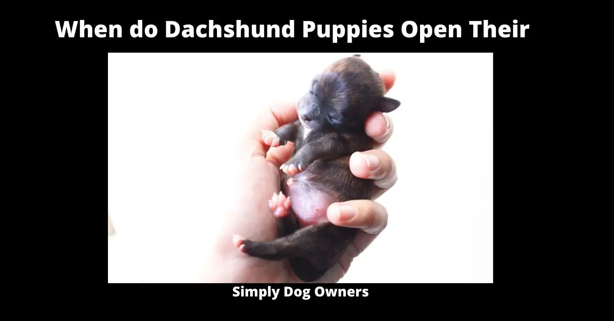 When do Dachshund Puppies Open Their Eyes? 1