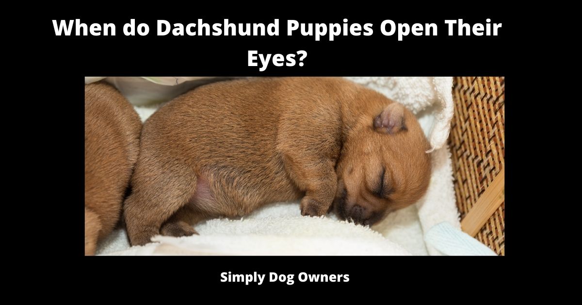 When do Dachshund Puppies Open Their Eyes? 2