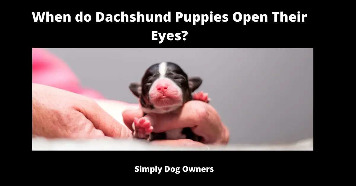 When do Dachshund Puppies Open Their Eyes?