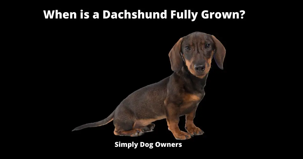 When is a Dachshund Fully Grown?