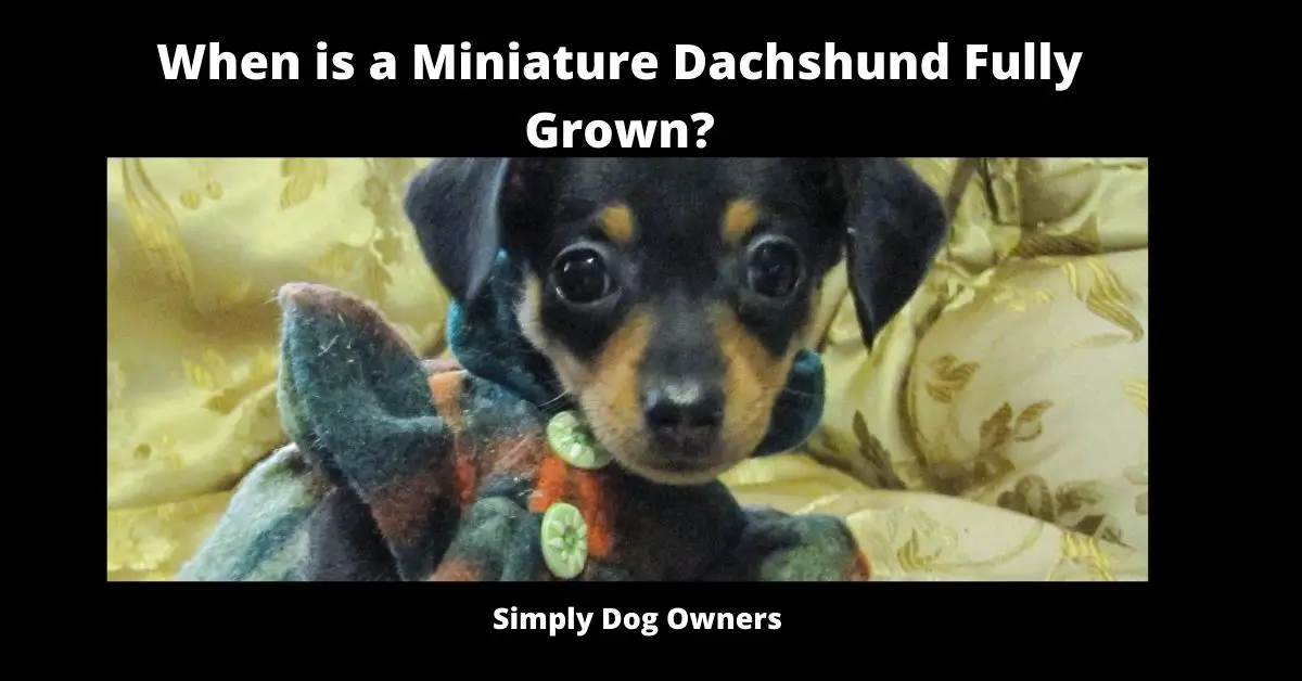 When is a Miniature Dachshund Fully Grown? **Badger Dog** 1