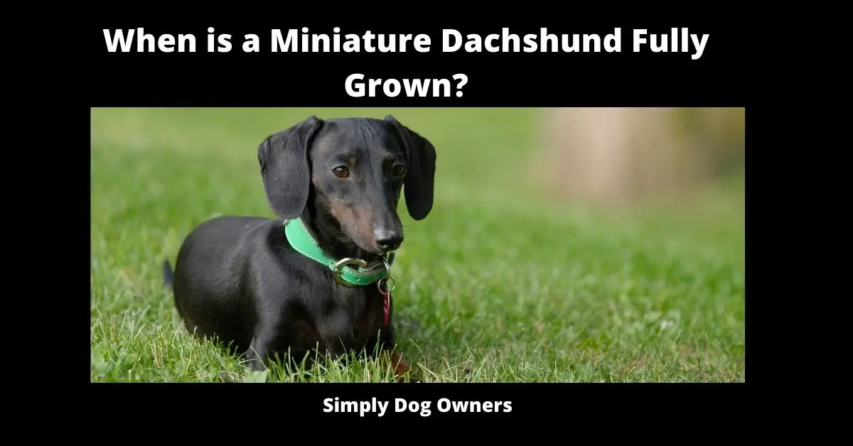 When is a Miniature Dachshund Fully Grown? **Badger Dog** 2