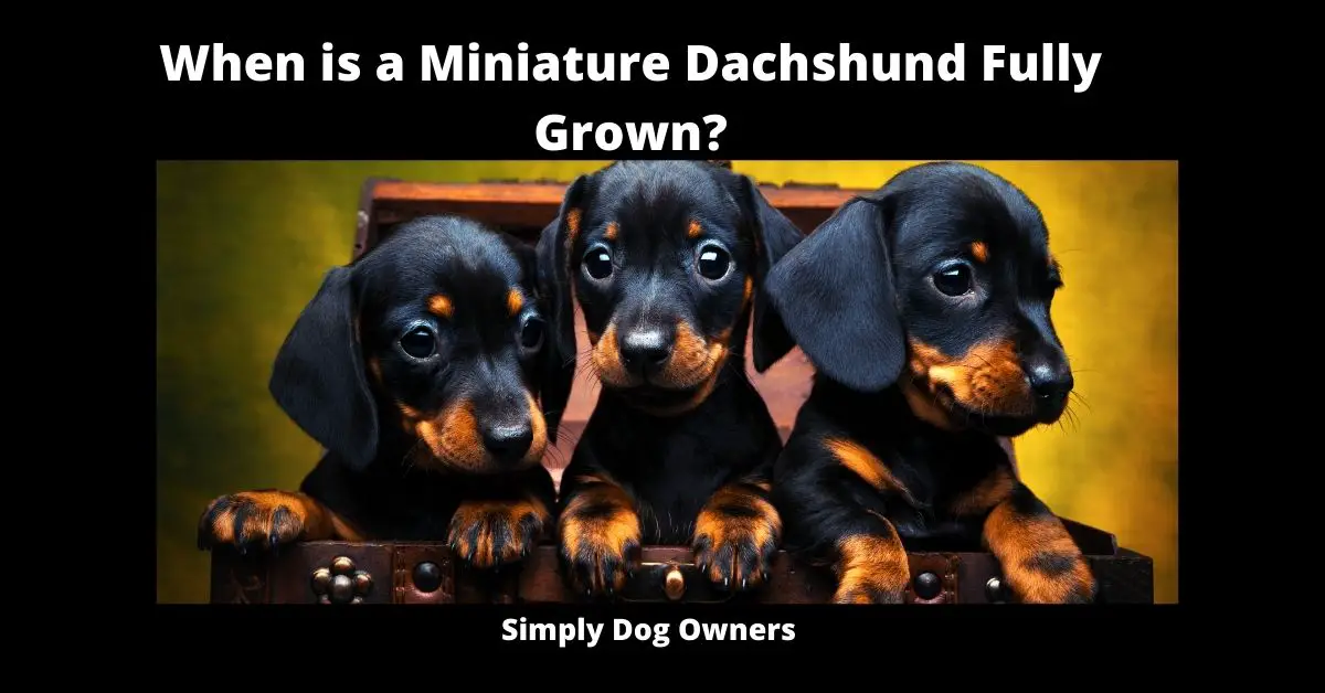When is a Miniature Dachshund Fully Grown?