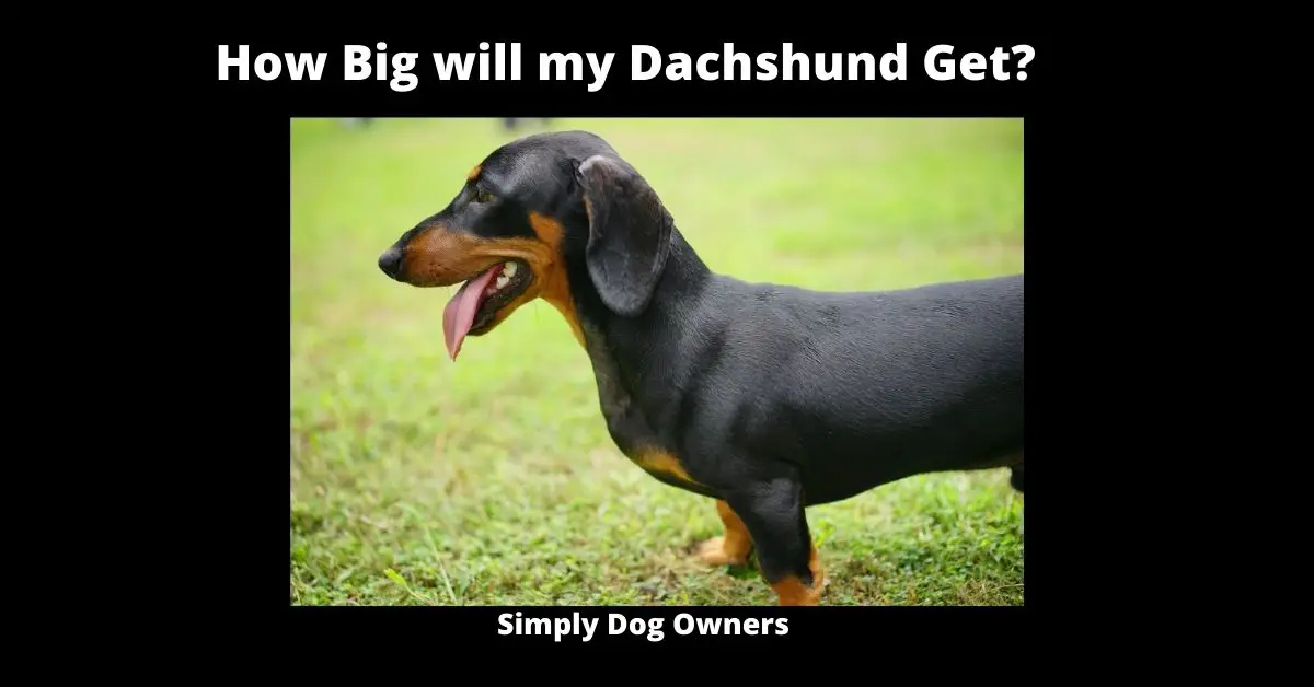 How Big will my Dachshund Get? | Doxie 1