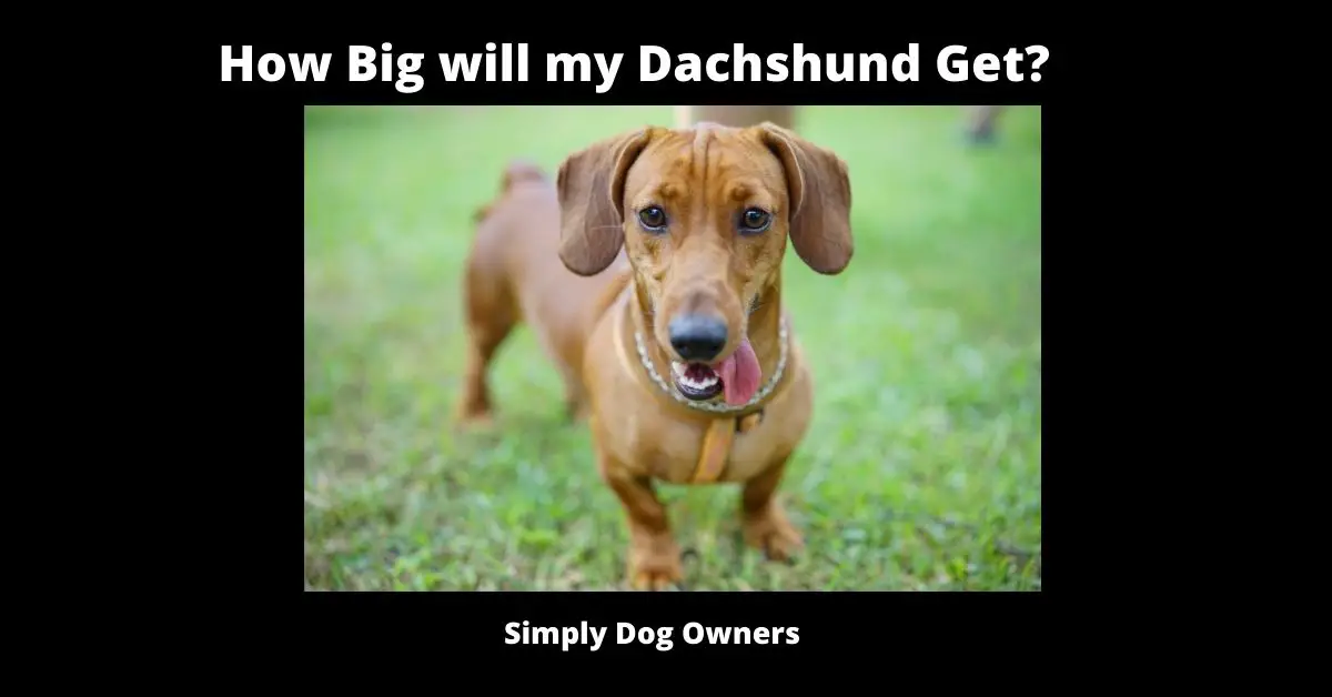 How Big will my Dachshund Get? | Doxie 2