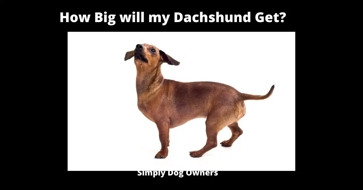 How Big will my Dachshund Get? | Doxie 3