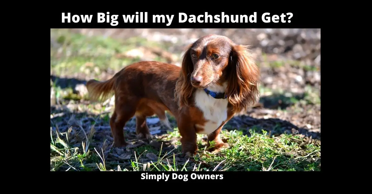 What are the different size Dachshunds: