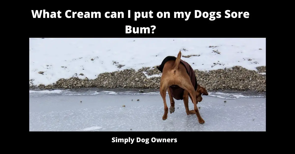 What Cream can I put on my Dogs Sore Bum? [Updated 2022] 2
