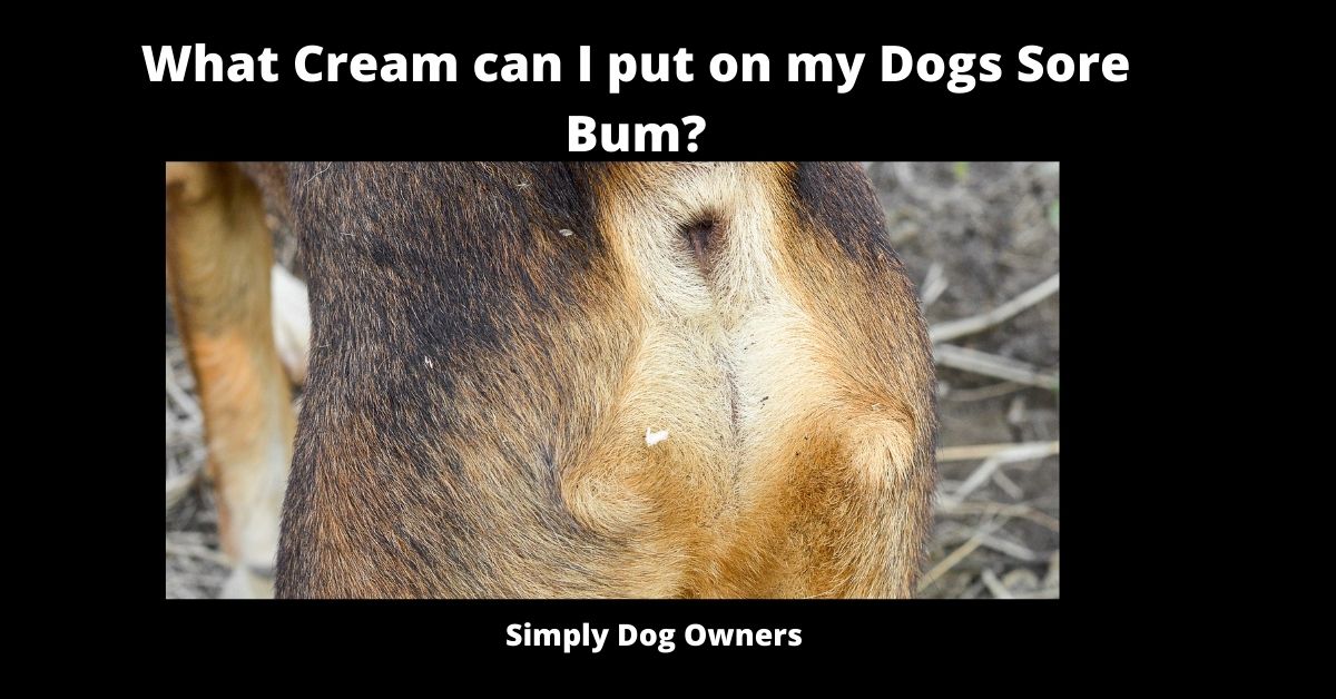 What Cream can I put on my Dogs Sore Bum?  [Updated 2022] | Simplydogowners