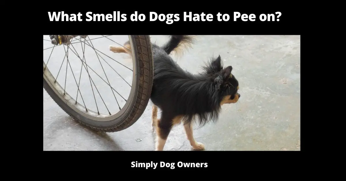 What 24 Smells do Dogs Hate to Pee on? | Dogs 1