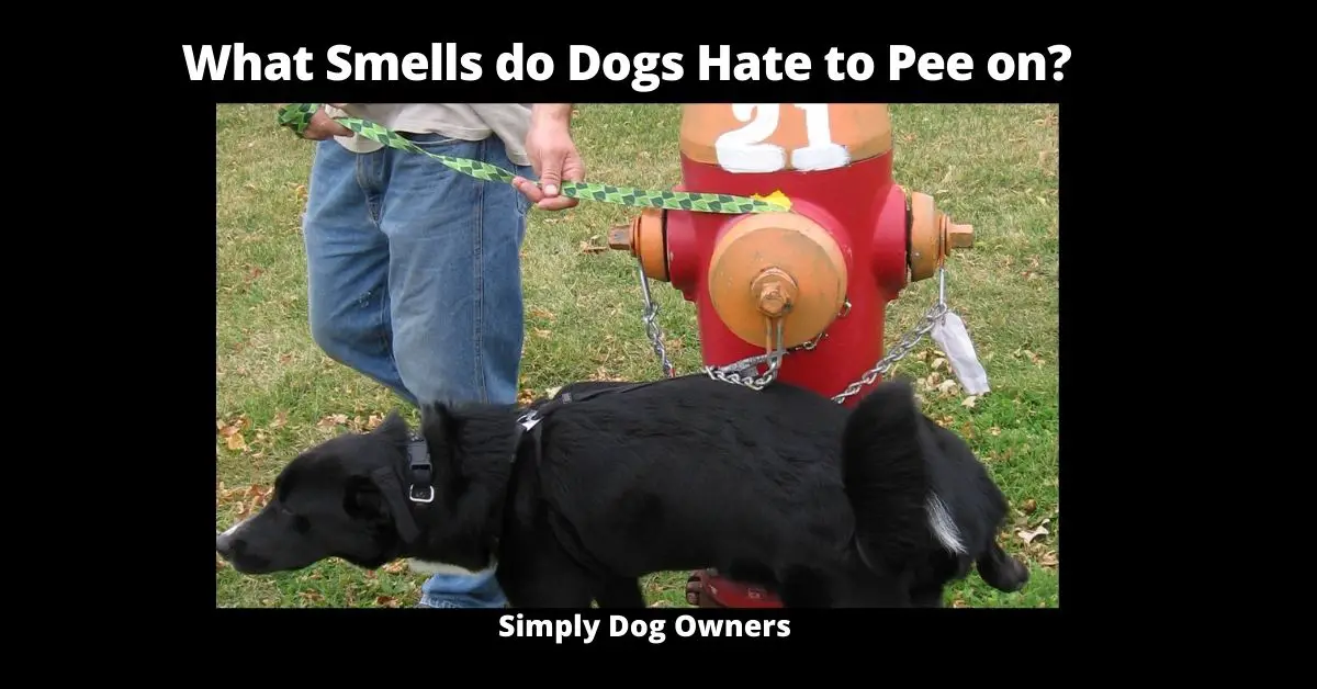 What 24 Smells do Dogs Hate to Pee on? | Dogs 2