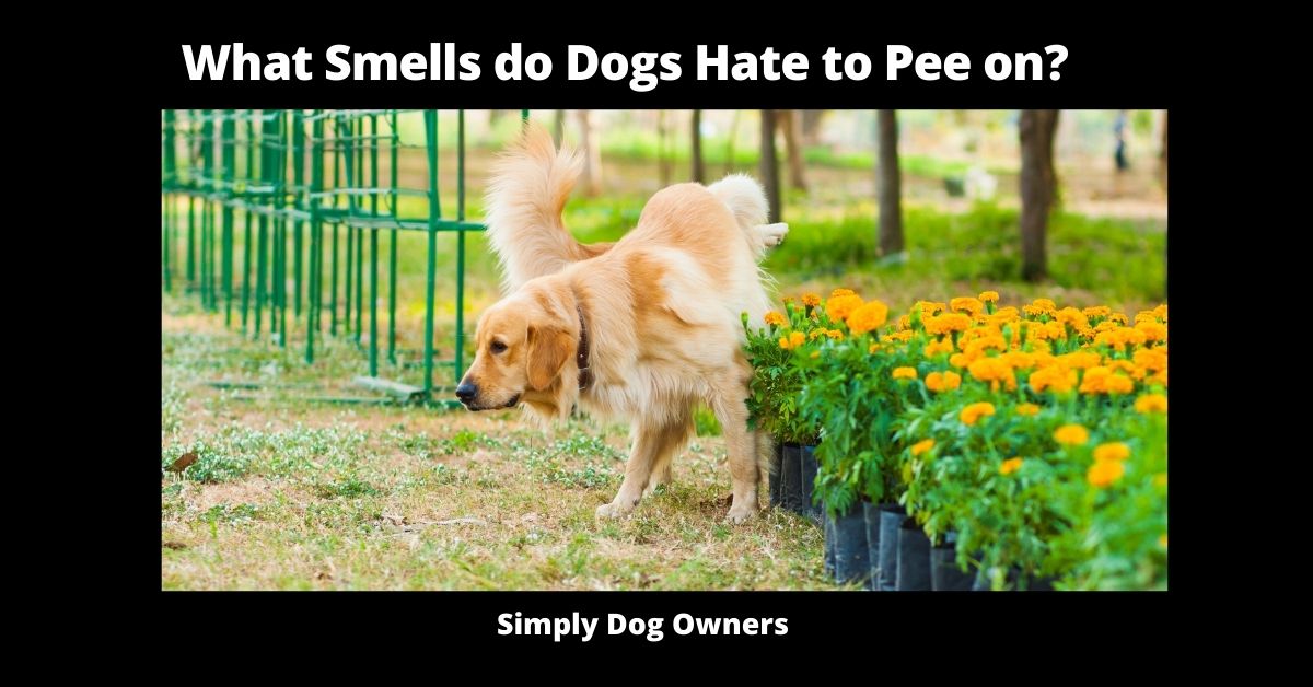 What Smells do Dogs Hate to Pee on?