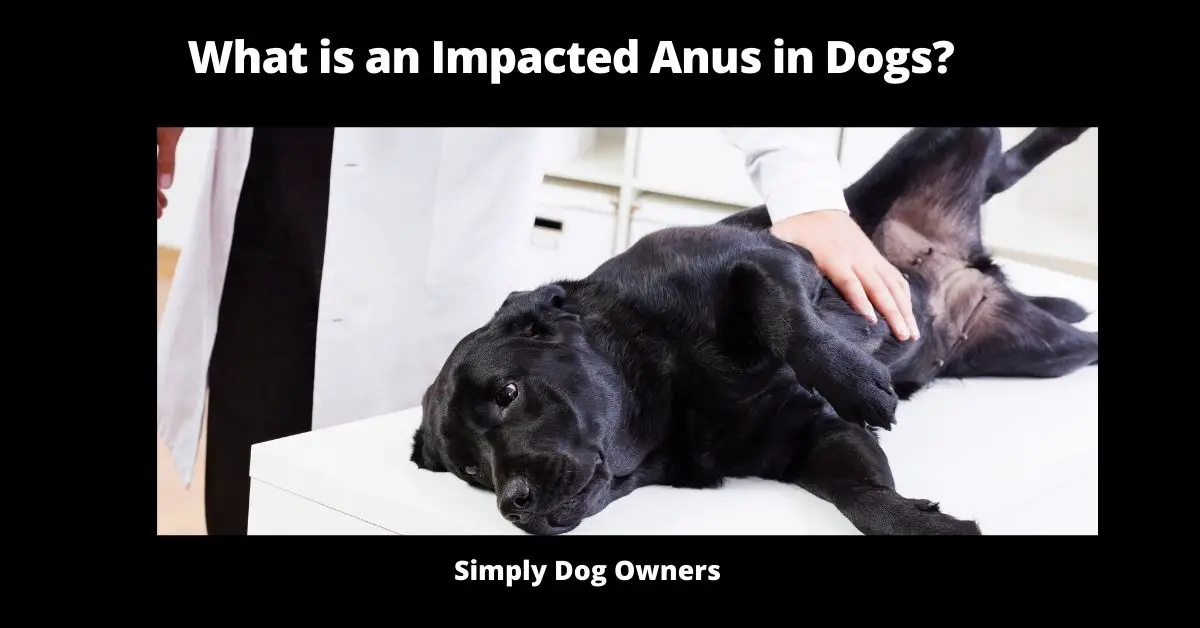 What is an Impacted Anus in Dogs? | Dogs 1