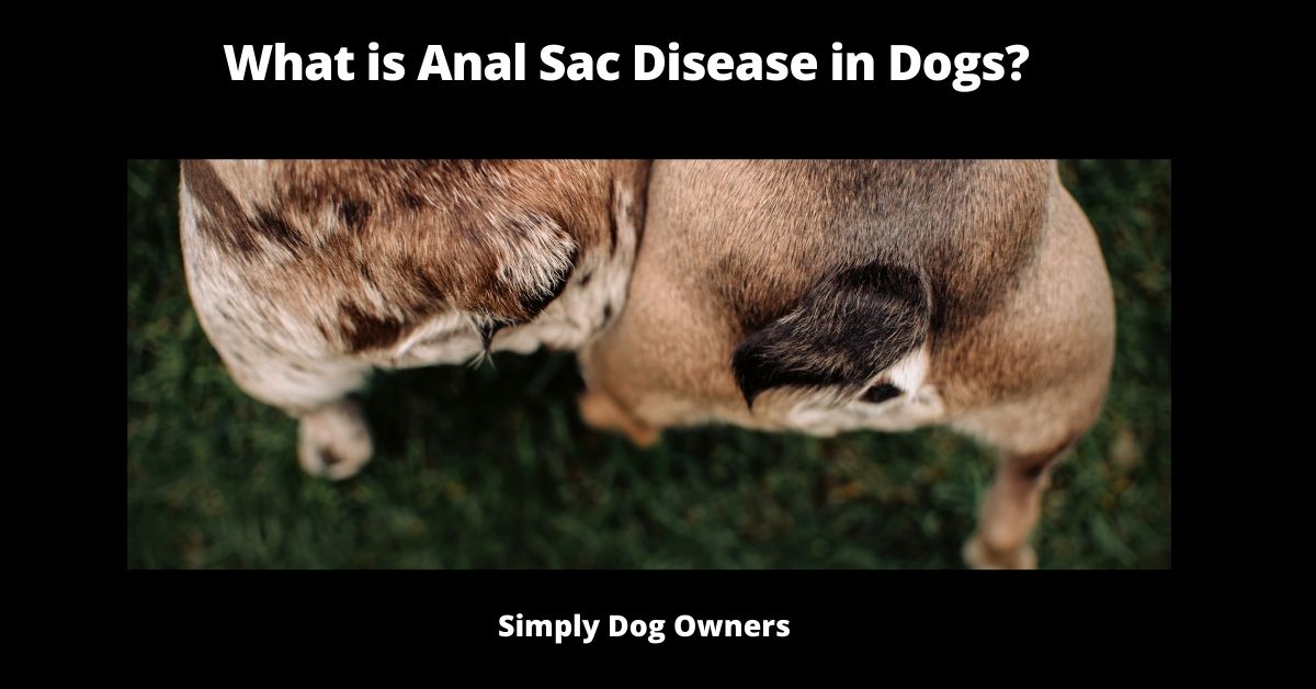 What is Anal Sac Disease in Dogs?
