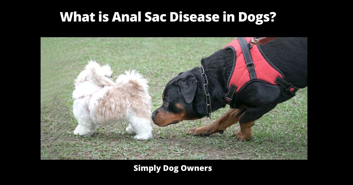 What is Anal Sac Disease in Dogs? | Dogs 1