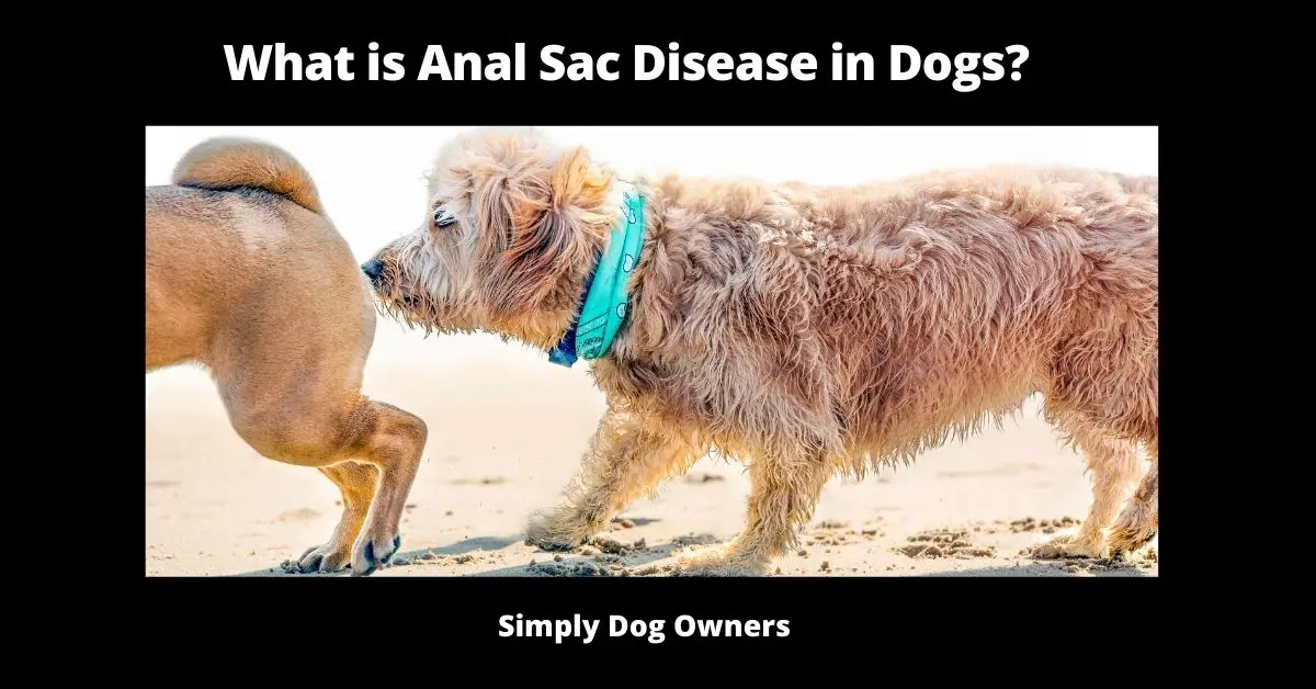What is Anal Sac Disease in Dogs? | Dogs 2