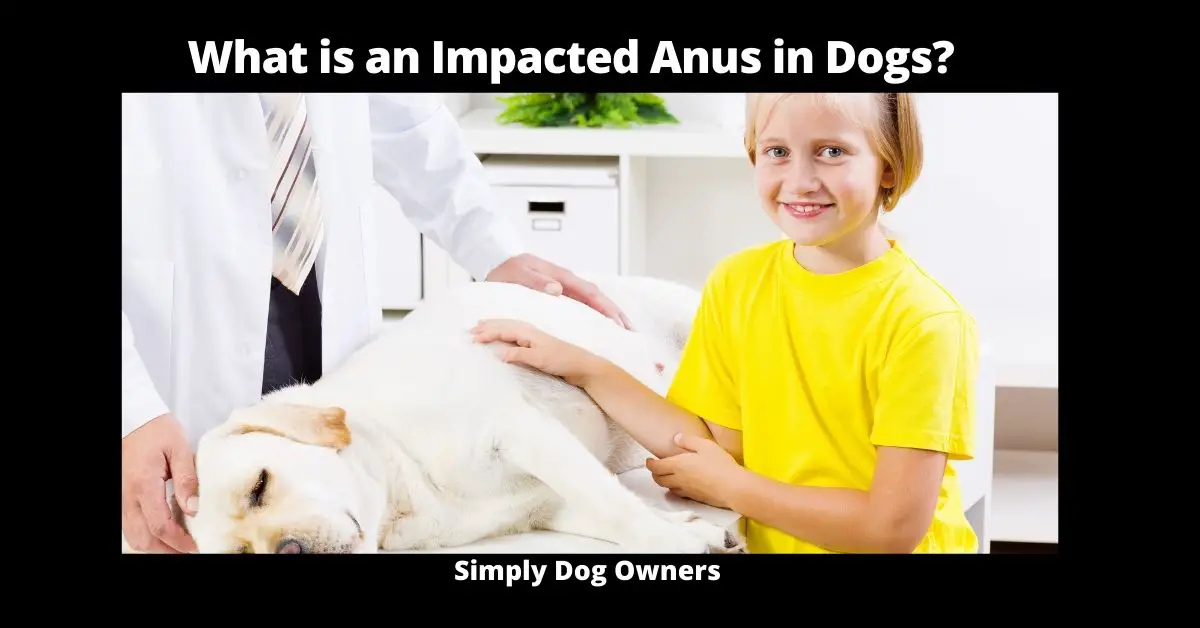 What is an Impacted Anus in Dogs?