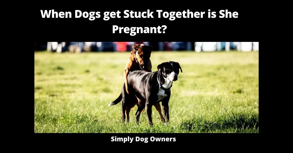 <br>When Dogs Get Stuck Together is She Pregnant? | Dogs 1