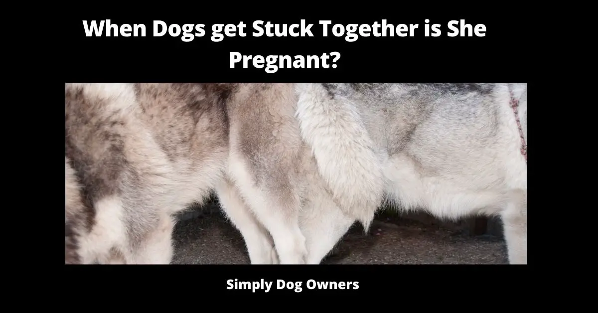 <br>When Dogs Get Stuck Together is She Pregnant? | Dogs 2