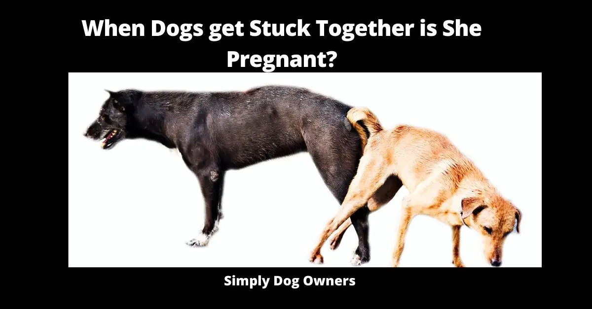When Dogs get Stuck Together is She Pregnant?