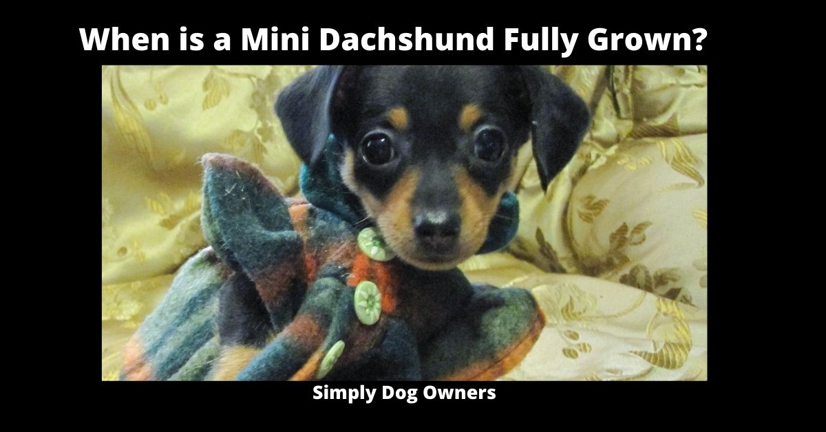 When is a Mini Dachshund Fully Grown? | Dachshund 1