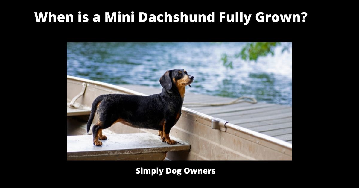 When is a Mini Dachshund Fully Grown? | Dachshund 2