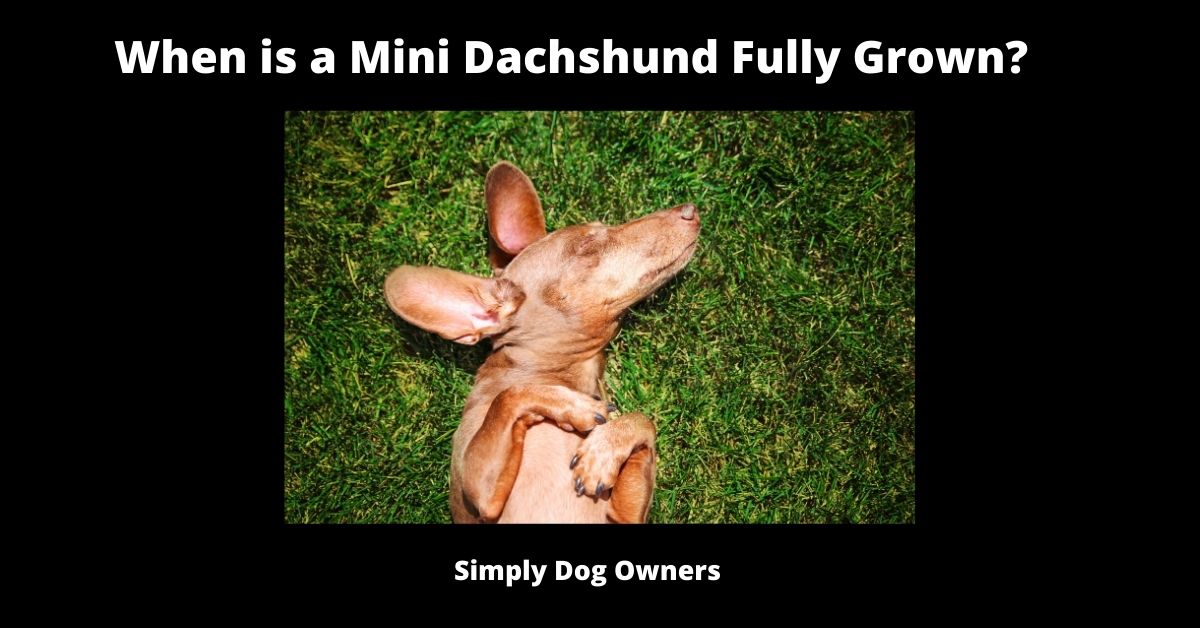 When is a Mini Dachshund Fully Grown? | Dachshund 3