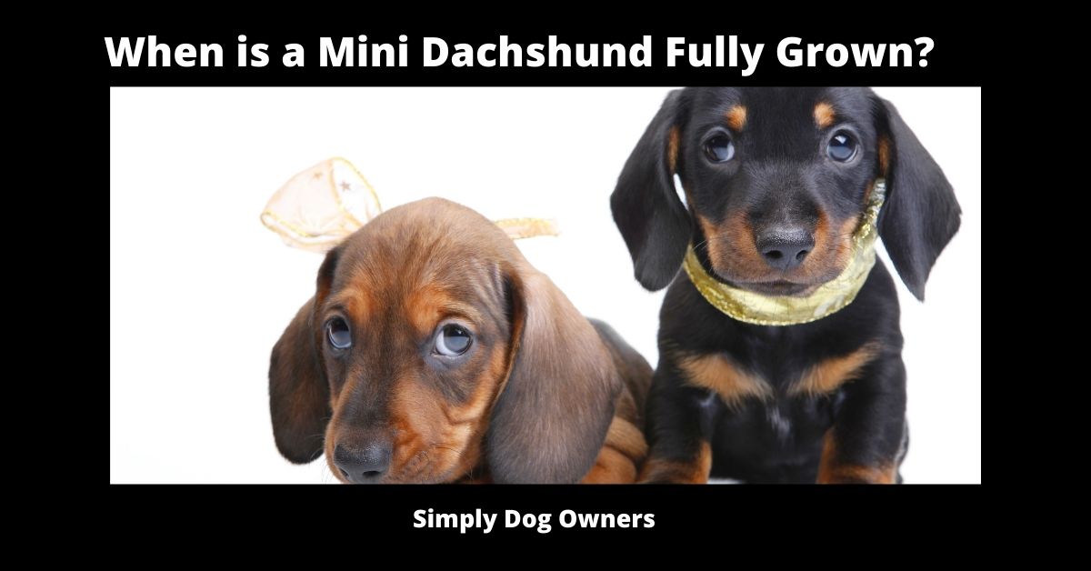 When is a Mini Dachshund Fully Grown?