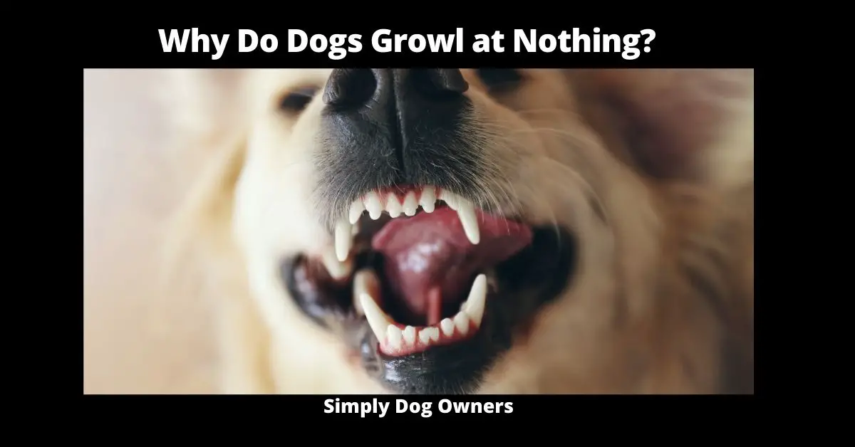 Why Do Dogs Growl at Nothing? | Dog 1