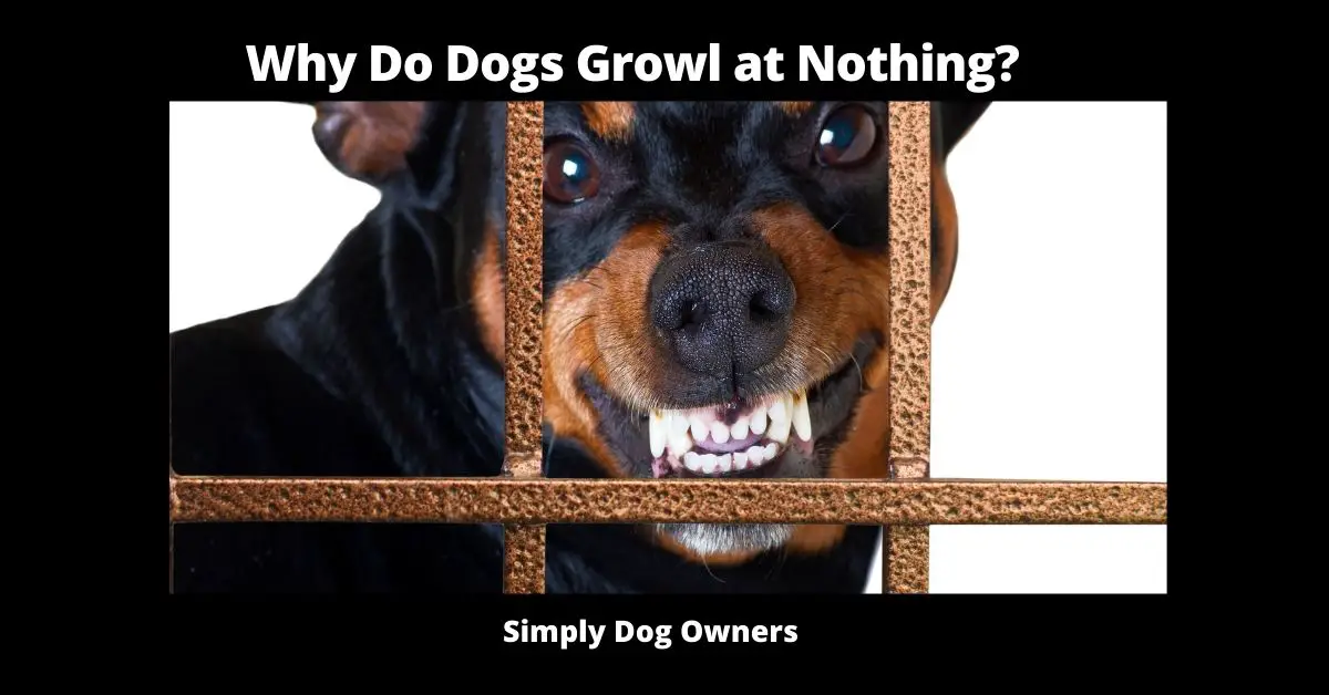 Why Do Dogs Growl at Nothing? | Dog 2